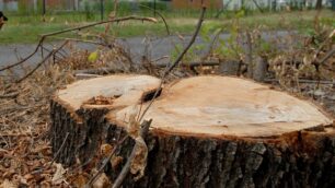 Nova, si improvvisano boscaiolie tagliano oltre cento alberi: multa