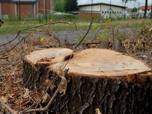 Nova, si improvvisano boscaiolie tagliano oltre cento alberi: multa