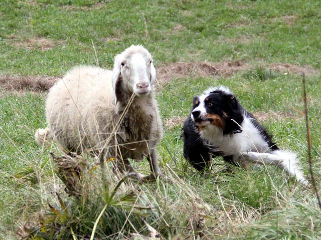 Divertimentocon lo sheepdog