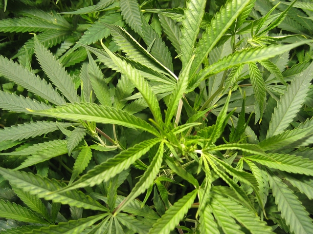 Condannato operaio di SeregnoColtivava marijuana a Desio