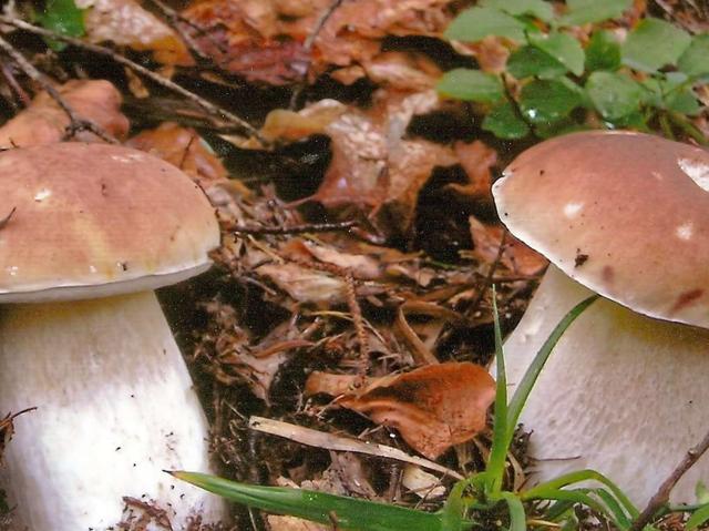 Appuntamenti di venerdì 8Sagra del fungo in Val Brembana