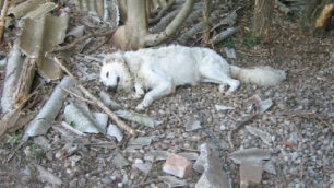 Monza, un cane morto di stentie animali maltrattati: denuncia