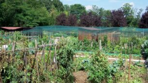Seregno: ruba frutta dagli orti,individuato dalla Polizia locale