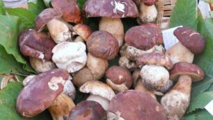 Controlliamoi funghi