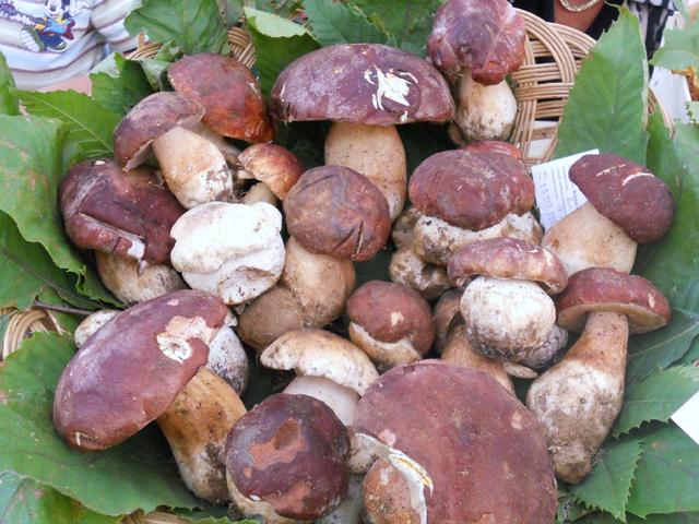 Controlliamoi funghi