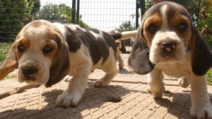 Ventidue cani in giardino:multata coppia di Cambiago