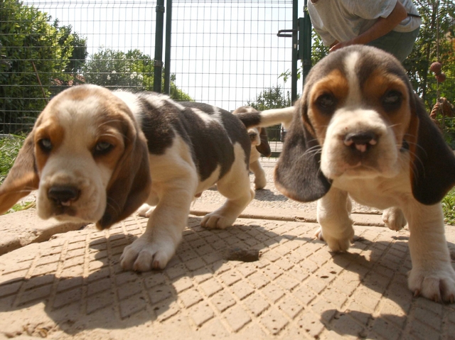 Ventidue cani in giardino:multata coppia di Cambiago