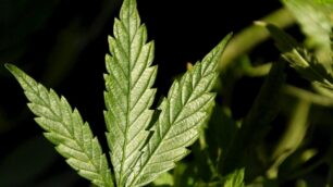 Coltiva cannabis in casa:arrestato 34enne triuggese