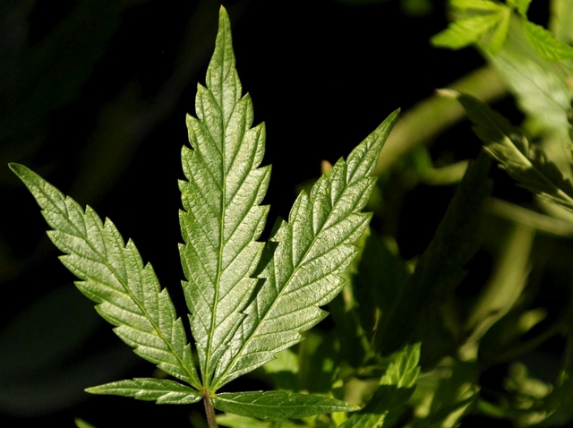 Coltiva cannabis in casa:arrestato 34enne triuggese