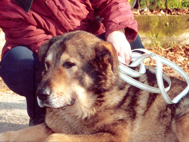 Passione Leonberger,il raduno ad Albiate