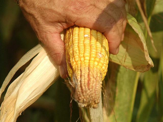 Mercato agricolosabato a Albino