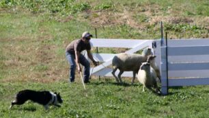 Sheepdog a Misanoil 15 e 16 ottobre
