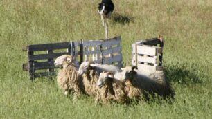 A Suisio campionato di Sheep Dog