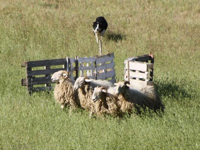 A Suisio campionato di Sheep Dog