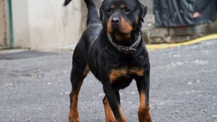 Desio, azzannata da rottweilermentre cambia ruota dell’auto