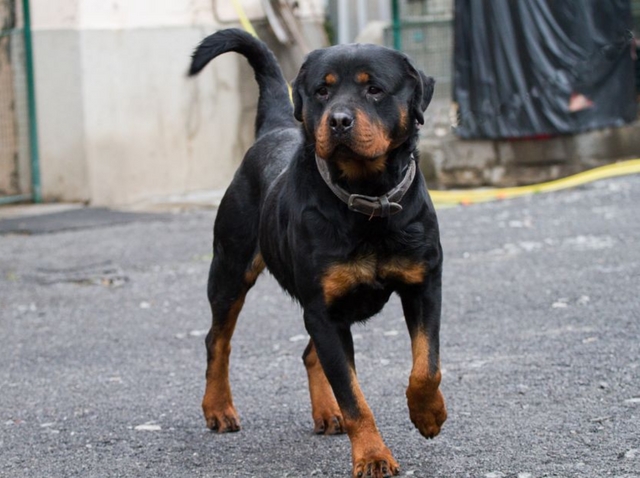 Desio, azzannata da rottweilermentre cambia ruota dell’auto
