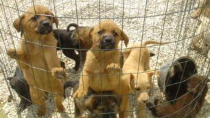 Importavano cani dall’Est EuropaIndagini: nove rinvii a giudizio