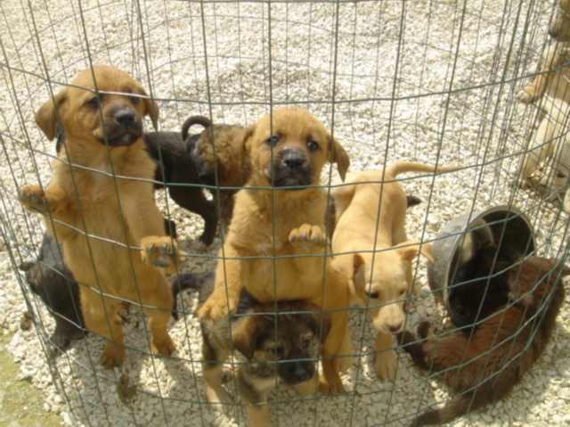 Importavano cani dall’Est EuropaIndagini: nove rinvii a giudizio