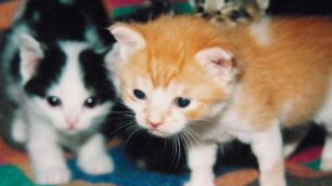 Limbiate, ”Aiuta i randagi Onlus”Mangiare e medicine per i gattini