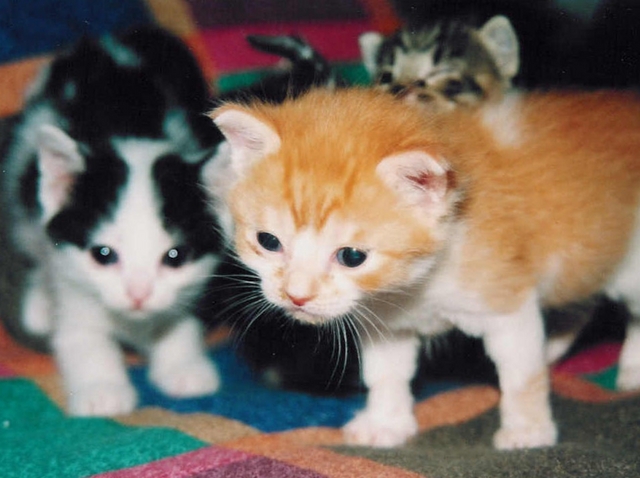 Limbiate, ”Aiuta i randagi Onlus”Mangiare e medicine per i gattini