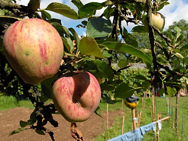 Stili di vita verdi:il meglio che puoi