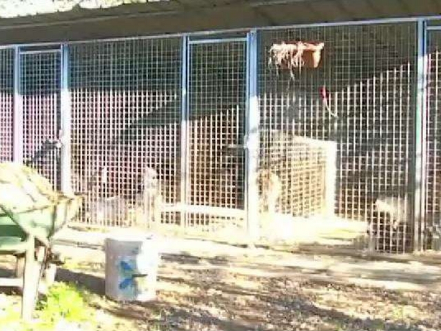 Cesano, cani morti o denutritiSequestrato allevamento lager