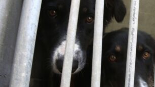 «I cani di Desio nel canile lager»Monta la protesta degli animalisti