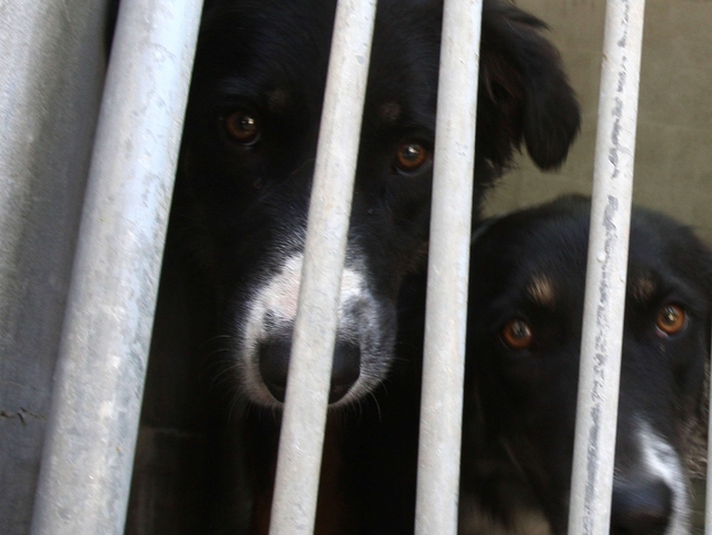 «I cani di Desio nel canile lager»Monta la protesta degli animalisti