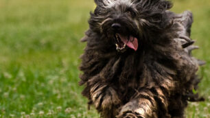 Vimercate, è terrorizzato dai bottiUn cane in fuga sulla tangenziale