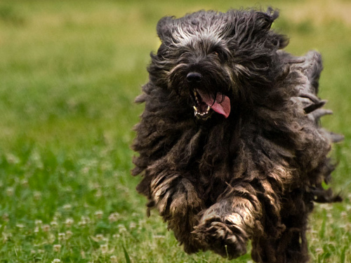 Vimercate, è terrorizzato dai bottiUn cane in fuga sulla tangenziale