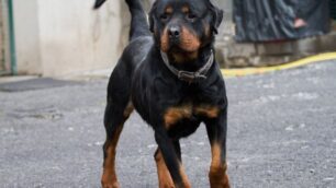 Cane killer a Paderno DugnanoMorso a morte un “maltese”