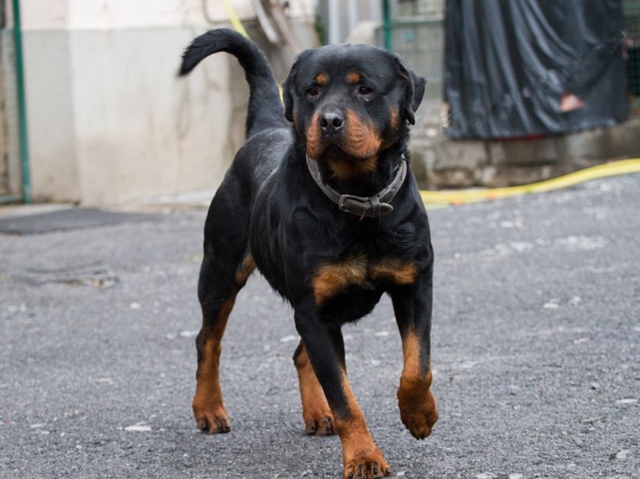 Cane killer a Paderno DugnanoMorso a morte un “maltese”