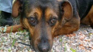 Seregno, cani denutritisalvati dalla Polizia provinciale