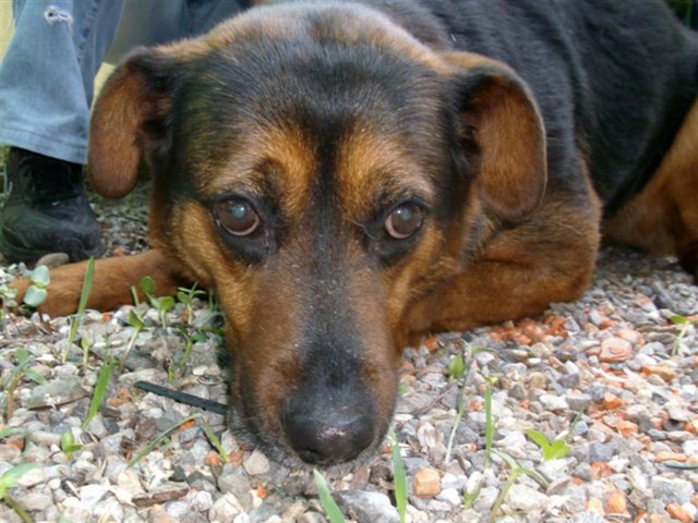 Seregno, cani denutritisalvati dalla Polizia provinciale