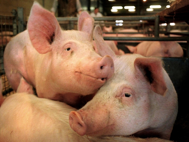 Coldiretti, sos per maialini e vitelliIl Buran congela gli abbeveratoi