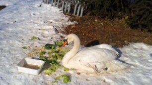 Sovico, come nelle fiabe:cigno salvato da un ragazzo