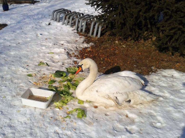 Sovico, come nelle fiabe:cigno salvato da un ragazzo