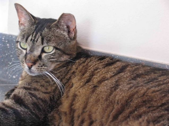 Seveso, la gatta miagola disperatae salva una famiglia dal gas killer
