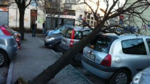 Desio, vento abbatte piantaCentrate due auto in sosta