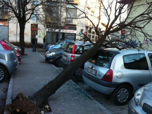 Desio, vento abbatte piantaCentrate due auto in sosta