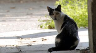 Biassono, scomparsi da 10 giorniquattro gattini della colonia felina