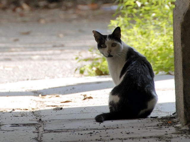 Biassono, scomparsi da 10 giorniquattro gattini della colonia felina