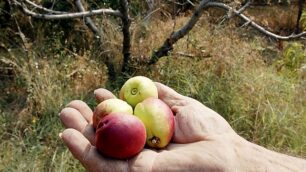 Quote rosa anche in agricoltura«Più spazio nei posti di comando»