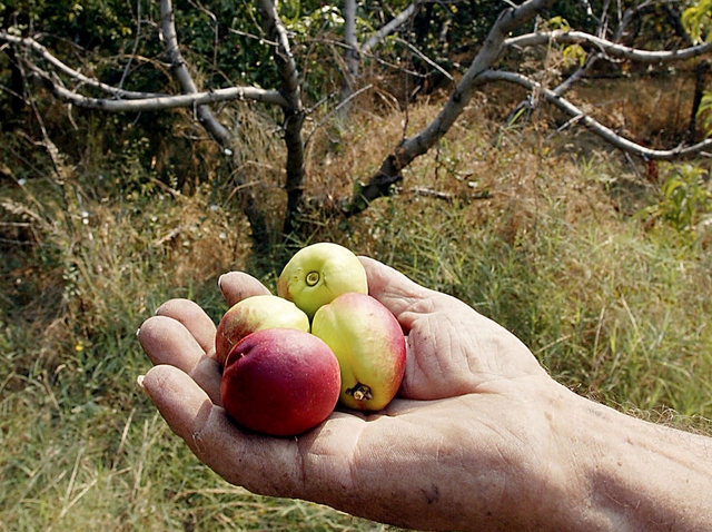 Quote rosa anche in agricoltura«Più spazio nei posti di comando»