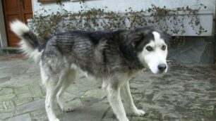 Cinese fermato con lo scooterAveva con sé carne di cane