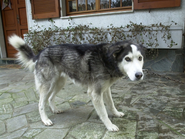 Cinese fermato con lo scooterAveva con sé carne di cane