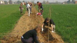 Una siepe per difendere i campiCaponago contro l’autostrada