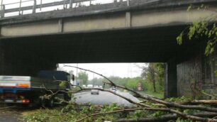 Varedo, albero sulla Milano-MedaNessun ferito ma traffico in tilt