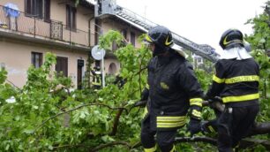 Agonia e morte del gelso secolareCosì l’incuria ha ucciso la storia