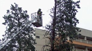 Seregno: cipresso pericolante,i vigili del fuoco lo tagliano